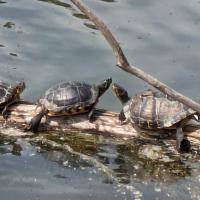 Gelbbauch-Schmuckschildkröten